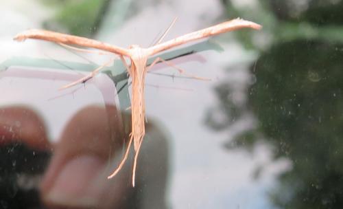 Emmelina monodactyla